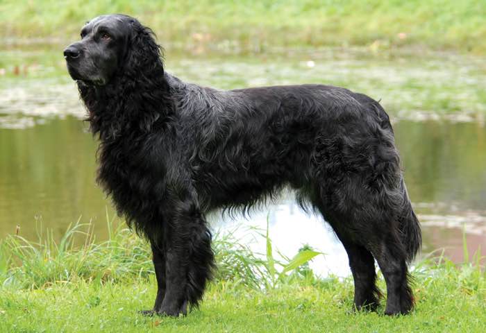 Read more about the article Who is Darkwater Blues And Will Blue Picardy Spaniels Make A Good Pet?